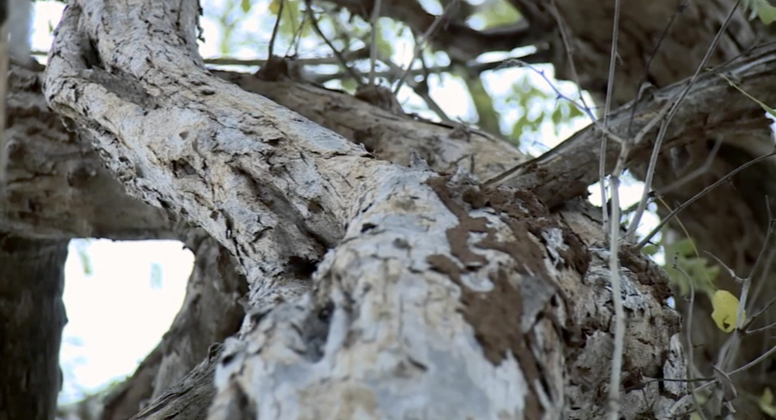 ébène arbre de tanzanie